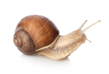 Image showing Snail