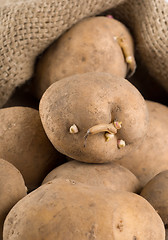 Image showing Old potatoes in a bag