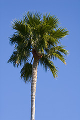 Image showing Palm Tree