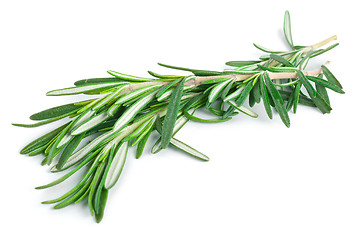 Image showing Rosemary