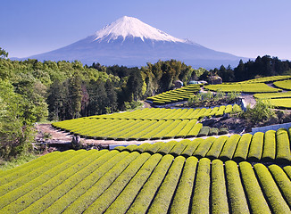 Image showing Green tea Fields IV