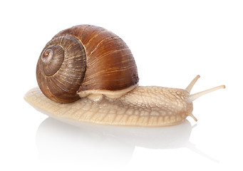 Image showing Crawling snail