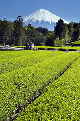 Image showing Green tea Fields III