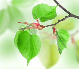 Image showing Fresh leaves of Lime