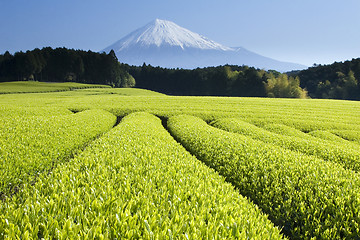 Image showing Green Tea Fields V