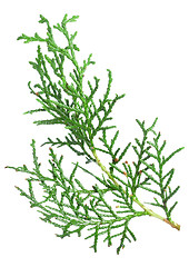 Image showing Branch thuja