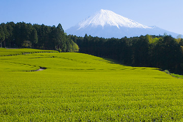 Image showing Green tea Fields VI