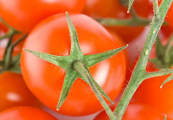 Image showing Bunch tomatoes