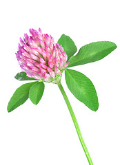 Image showing Red clover