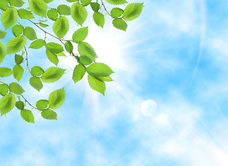 Image showing Green leaf opposite sun