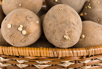 Image showing Raw potatoes in wooden basket