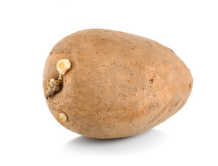Image showing One raw potatoe isolated
