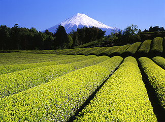 Image showing Green tea Fields VII