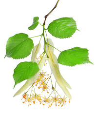 Image showing Flowers of linden-tree