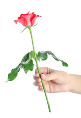 Image showing Rose in a hand