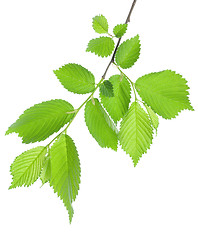 Image showing Branch of green leaves