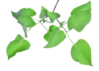 Image showing Leaves of lilac 