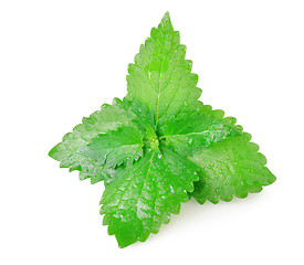 Image showing Green mint leaves