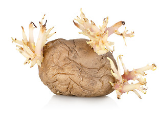 Image showing Sprouting potato