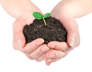 Image showing Young plant in hands