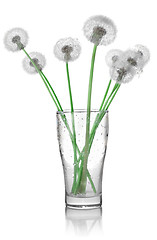 Image showing Dandelions in a glass