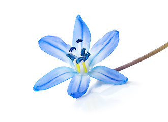 Image showing Blue snowdrop isolated