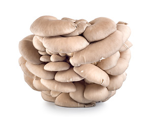 Image showing Oyster mushroom isolated on white