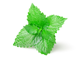 Image showing Green mint