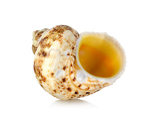 Image showing Orange sea shell isolated