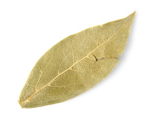 Image showing Dried bay leaf