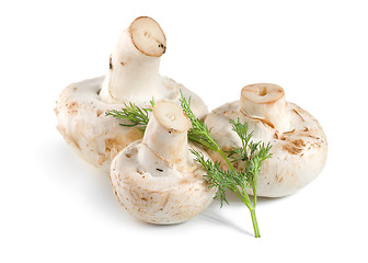 Image showing Tree mushrooms and dill