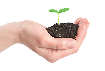 Image showing Human hands and young plant isolated