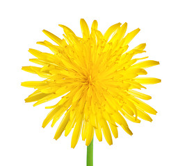 Image showing Dandelion close up