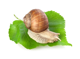 Image showing Snail on a green leaf