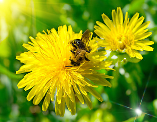 Image showing Bee on dandelion