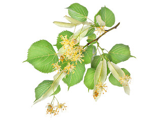 Image showing Flowers of linden-tree