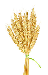 Image showing Wheat stems