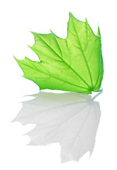 Image showing Green maple