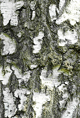 Image showing Birch Bark