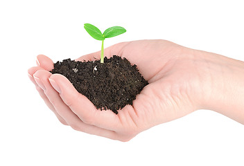 Image showing Human hands and young green plant