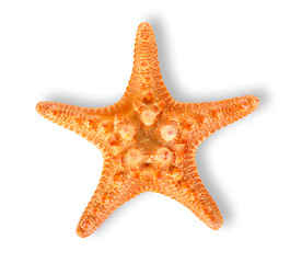 Image showing Starfish