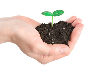 Image showing Human hands and young plant