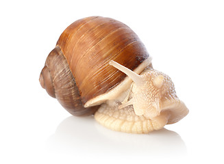 Image showing Snail isolated