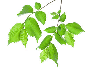 Image showing Branch of green leaves isolated