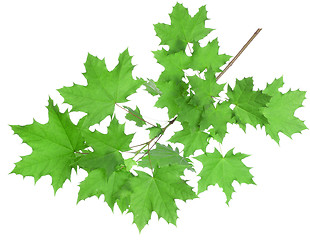 Image showing Maple leaves