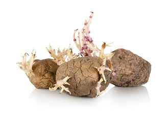 Image showing Sprouting potato isolated