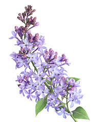 Image showing Lilac branch isolated