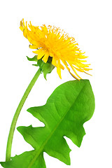 Image showing Dandelion flower