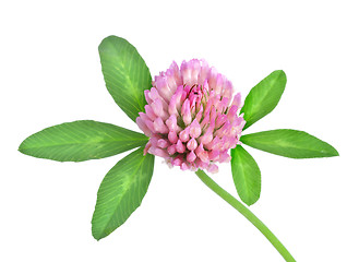 Image showing Red clover isolated