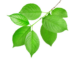 Image showing Branch of green leaves isolated